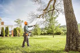 Best Tree Maintenance Programs  in Andrews, TX