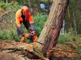 Best Root Management and Removal  in Andrews, TX